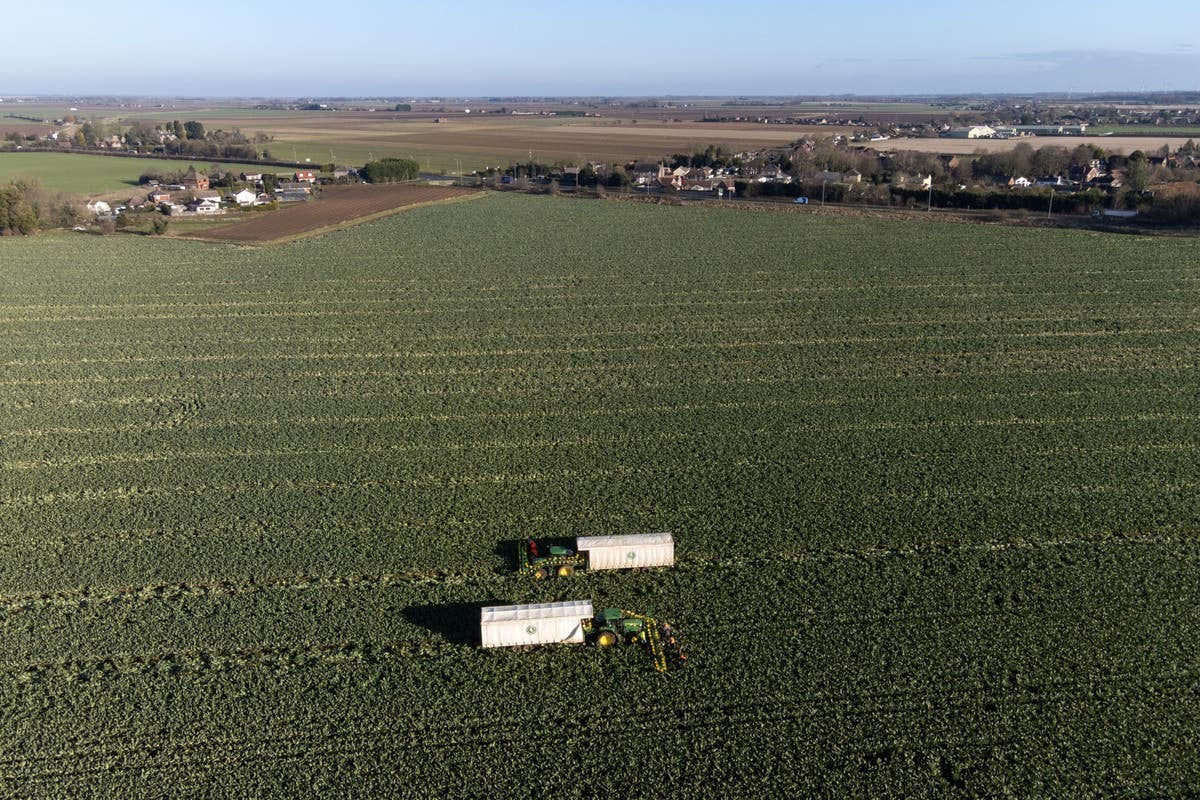 Brexit: Failure to tackle labour shortages will ‘permanently’ shrink food sector, MPs warn