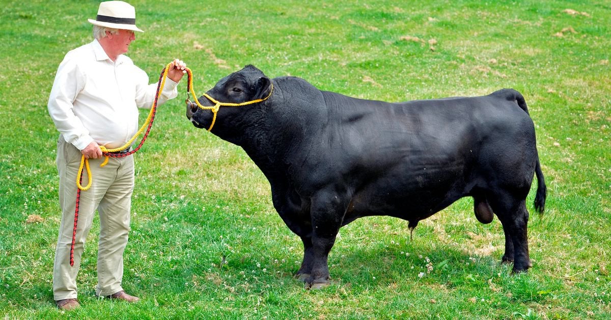 Brexit blamed as cattle farm loses £150,000 in business