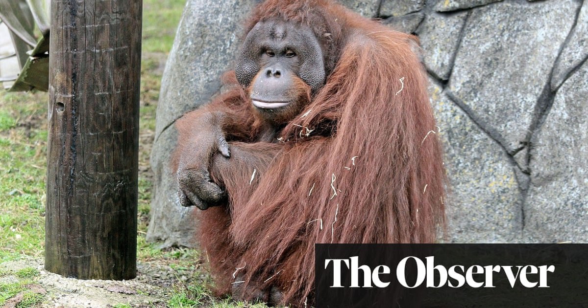 Brexit threatening endangered species as red tape hits zoo breeding programmes | Zoos