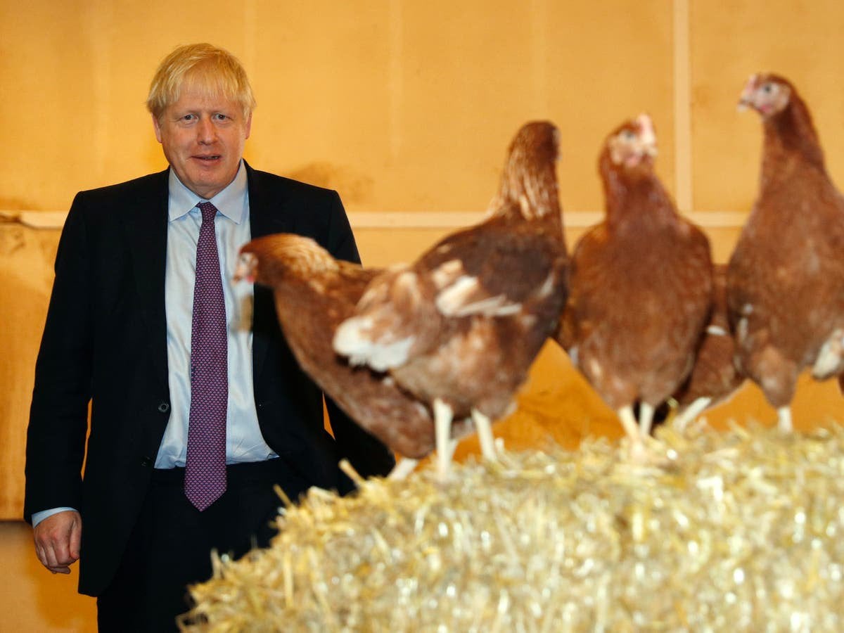 Brexit to blame for ‘crazy’ chicken prices, says poultry industry