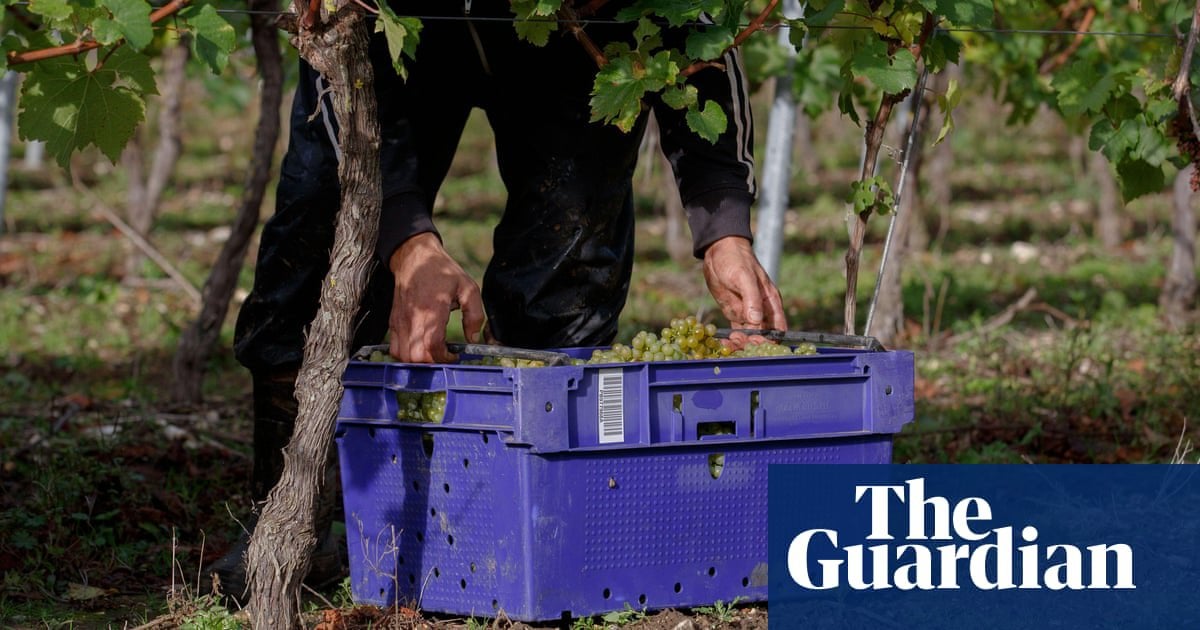 Hundreds of Indonesian pickers seek diplomatic help in the UK