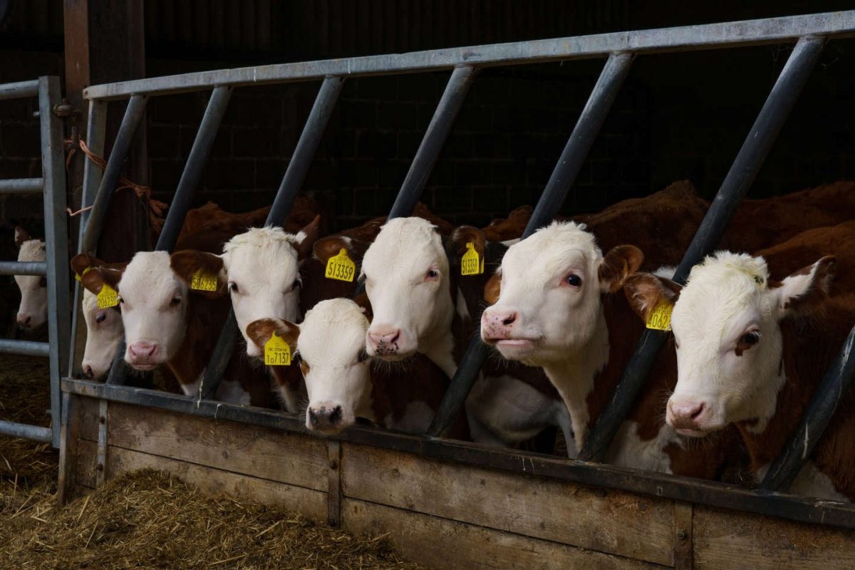 Post Brexit UK farming in crisis.