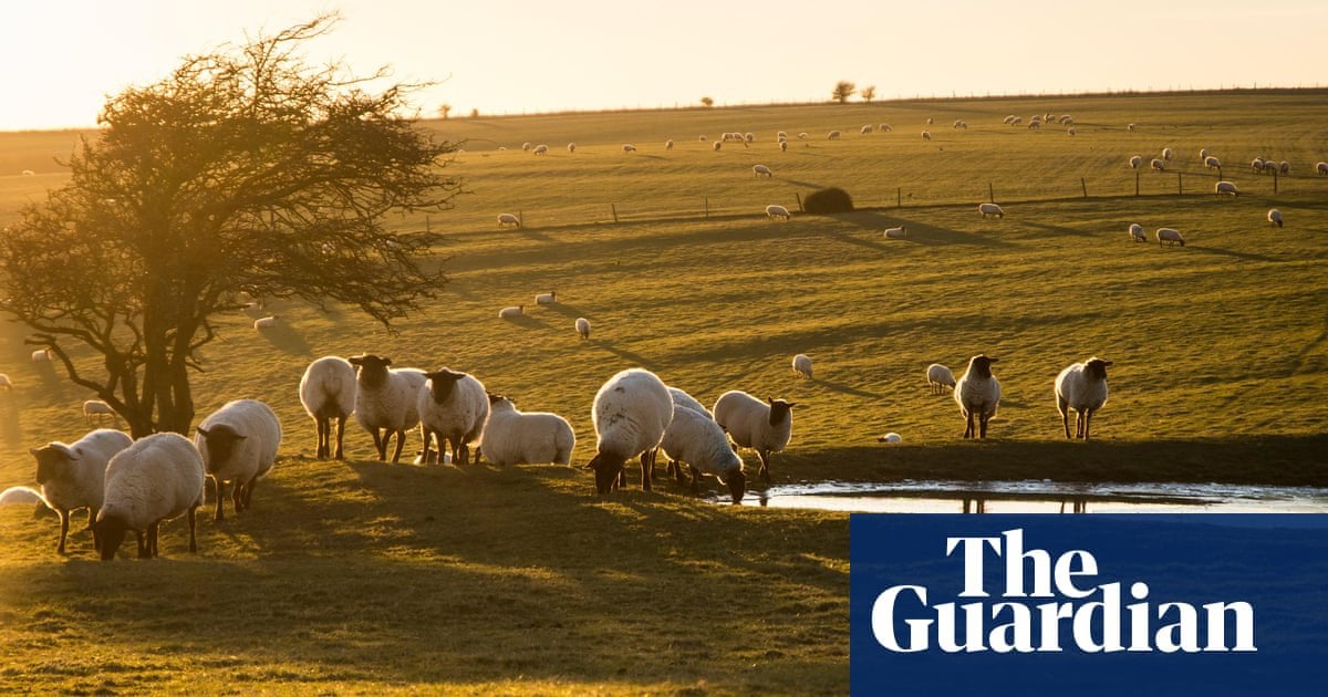 Post-Brexit farm subsidies in England revealed | Farming