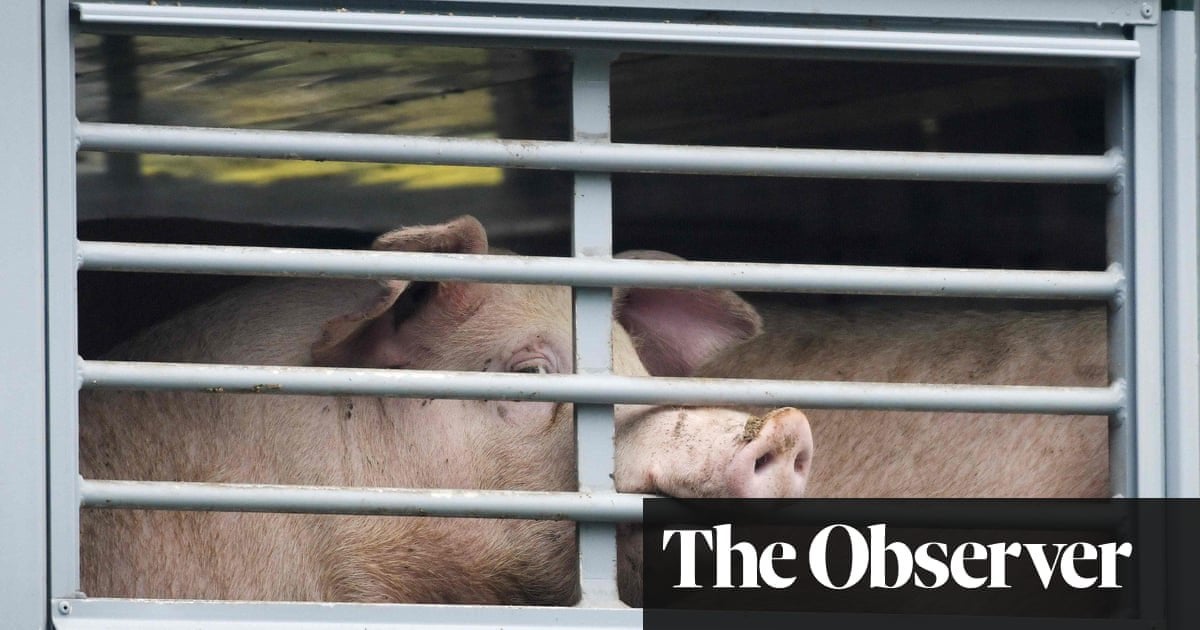 Swine fever risk if UK waives checks on imports from EU, say vets | Brexit