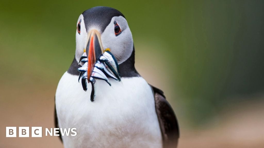 UK's puffin protection laws at centre of post Brexit row