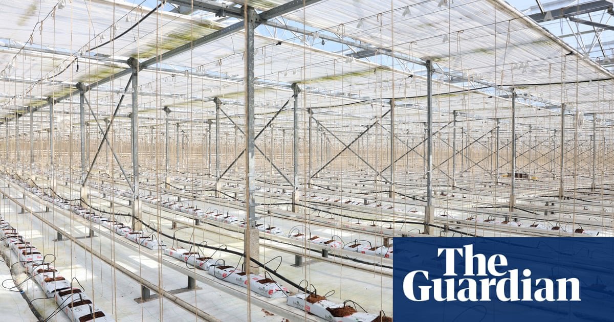 ‘Cucumber capital’ growers selling up as Brexit and energy crisis hits Britain’s vegetable industry