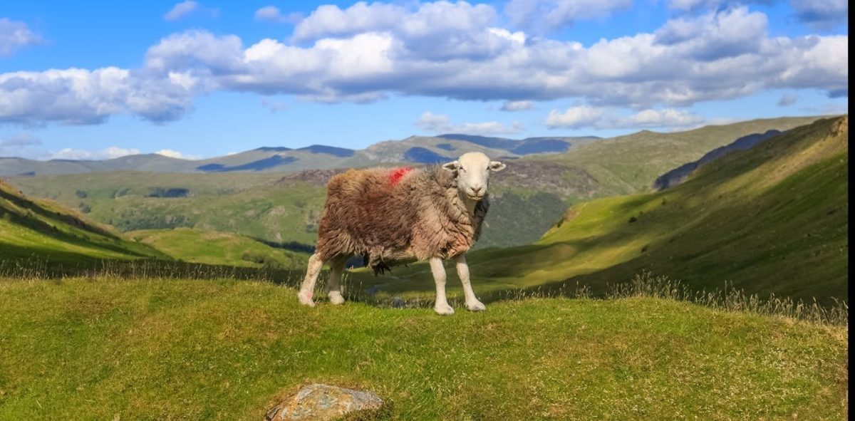 ‘I might as well stop and diversify into holiday lets’ – new research reveals the reality of farming after Brexit